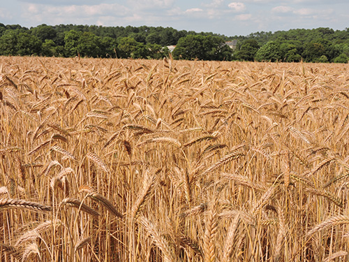 Internationalisation de la fabrication d’aliments