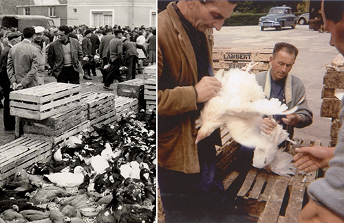 The Loué market with “Lambert” poultry boxes.