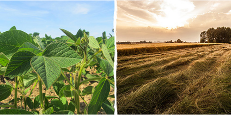 Collecte de céréales