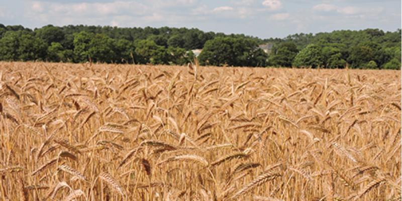 Internationalisation de la fabrication d’aliments