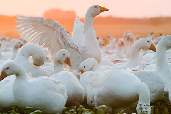 Our Export & International division