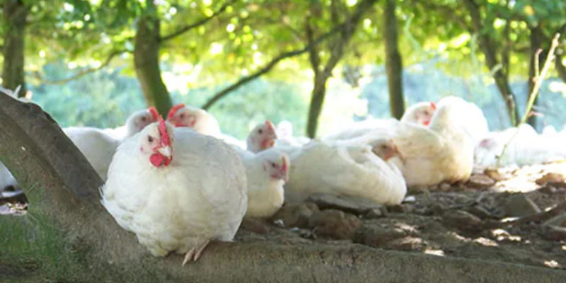 The marketing of our specialities for Export