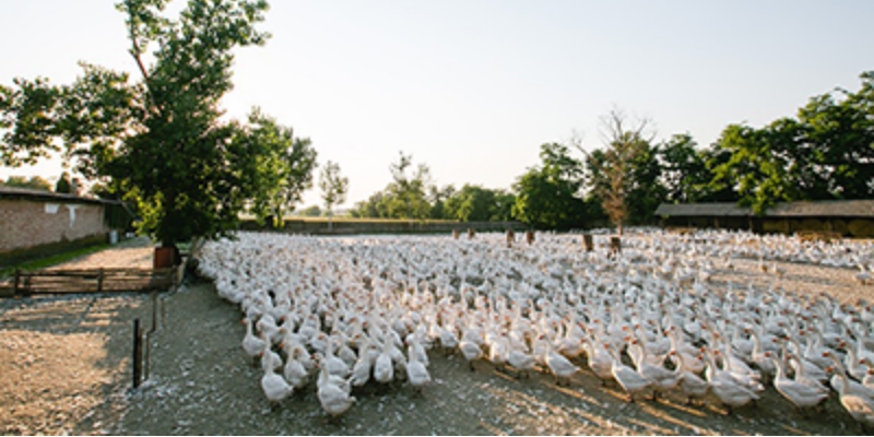 Driving international growth through local roots