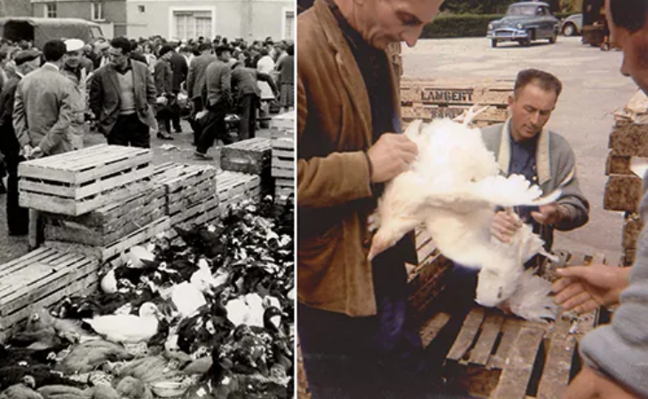The Loué market with “Lambert” poultry boxes.