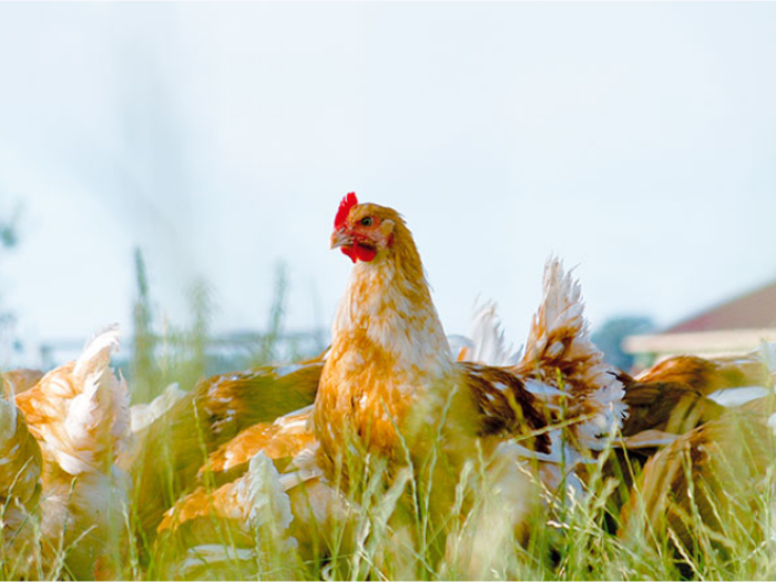 Deploying our sustainable farming processes