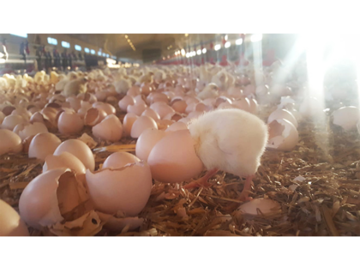 Deploying our sustainable farming processes