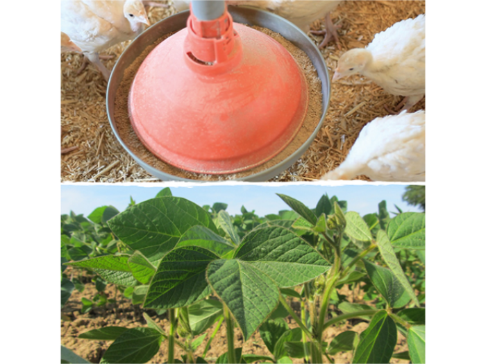 Reinforcement of the local