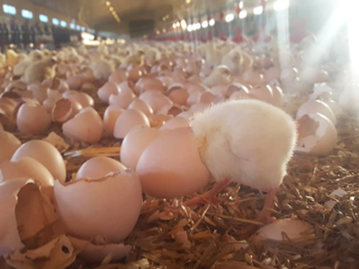 Déployer nos démarches d’élevage durable