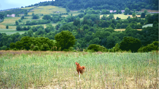 Poule au milieu d'un champ